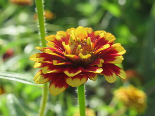Zbliżenie na kwiat cynii ozdobnej © Kumulugma