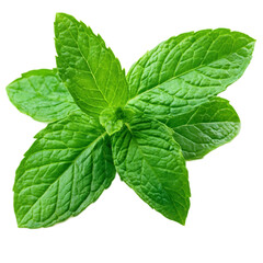 Fresh Green Mint Leaves Closeup in Natural Environment