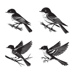Majestic Silhouettes of the Willow Flycatcher Elegantly Isolated on a Crisp White Background in Monochrome Art Style