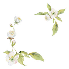 Cherry sakura white flower and bud on stems, hand drawn in watercolor, apple blossom early spring wildflower botanical illustration. Isolated corner frame, for wedding, florist shop, scrapbooking