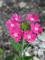 Zbliżnei na różowe kwiaty werbeny © Kumulugma