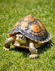 Turtle On Ground