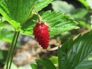 Zbliżenie na owoc dzikiej poziomki