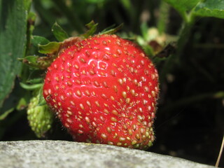 Zbliżenie na owoce truskawki © Kumulugma