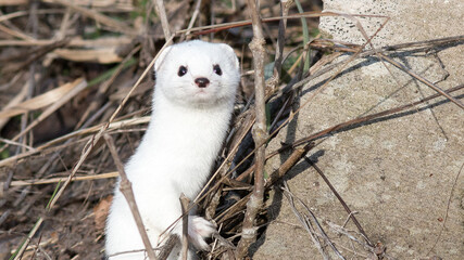 close up of a otter