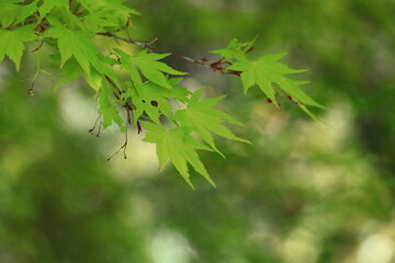 緑萌える