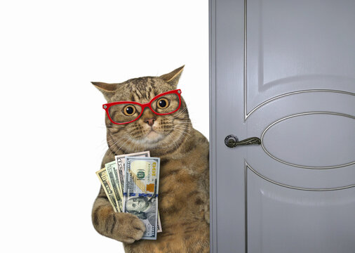 Cat with fan of dollars near door