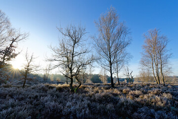 Frozen morning in the Hot Valley. Fontainebleau forest Massif