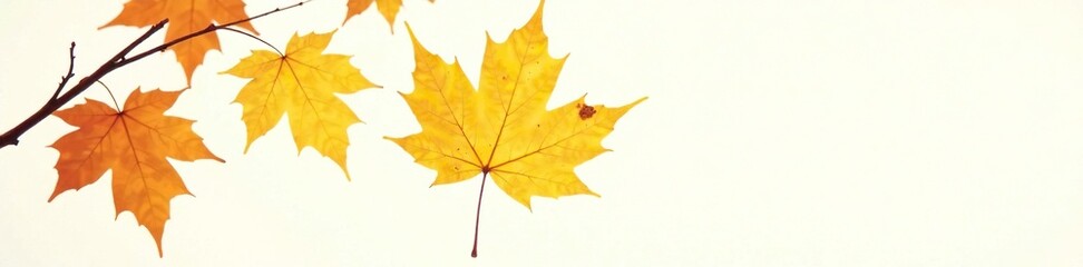 Obraz premium Bright yellow autumn leaf isolated on white background, foliage, nature