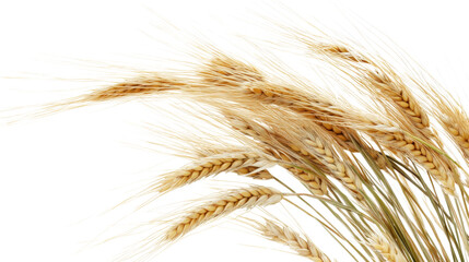 Fototapeta premium Barley, isolated on transparent background