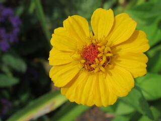 Zbliżenie na kwiat rośliny z gatunku cynia