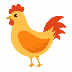 rooster isolated on white background