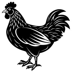 rooster isolated on white background