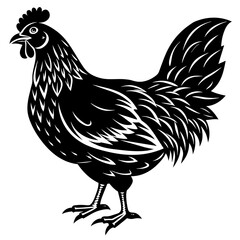 rooster isolated on white background