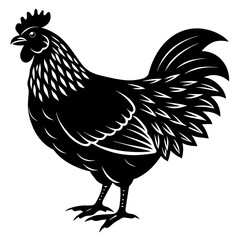 rooster isolated on white background