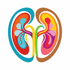 illustration of a human kidney 