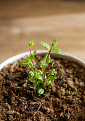 Mint growing in a pot ornamental plant for planting in spring