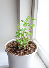 Mint growing in a pot on the windowsill ornamental plant for planting in spring