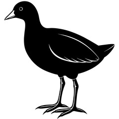 illustration of a bird