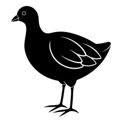 illustration of a bird