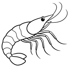 illustration of a shrimp