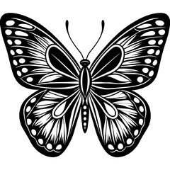 butterfly illustration