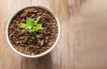 Mint growing in a pot ornamental plant for planting in spring