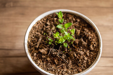 Mint growing in a pot ornamental plant for planting in spring