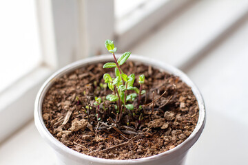 Mint growing in a pot on the windowsill ornamental plant for planting in spring