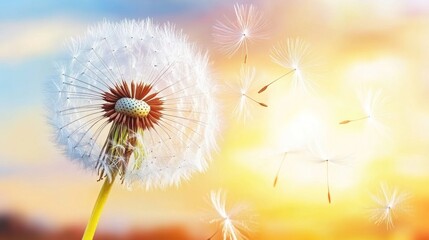 Dandelion seeds blowing in sunset.