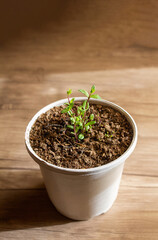 Mint growing in a pot ornamental plant for planting in spring