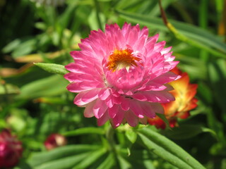 Zbliżenie na kwiat rośliny z gatunku Hepipterum  © Kumulugma