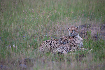 cheetah in the savannah © Herbert