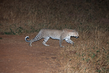 Leopard on the ground