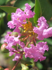 Zbliżenie na kwiat rośliny z gatunku Lagerstroemia © Kumulugma