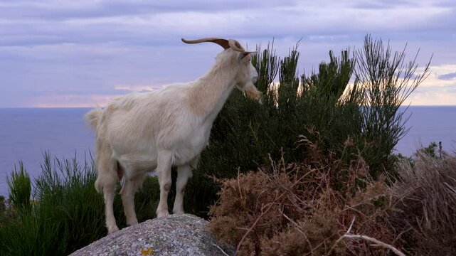 Cabra gallega comiendo de un arbusto en la cima de un acantilado. Galicia, Espa&ntilde;a. Enero de 2025.
