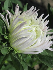 Zbliżenie na kwiat rośliny z gatunku aster © Kumulugma