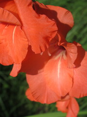 Zbliżenie na kwiat rośliny z gatunku Gladiolus © Kumulugma