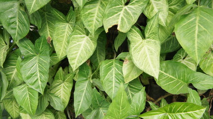 Lush Green Syngonium Podophyllum 'Pixie' Leaves Background Texture