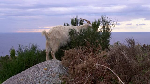 Una cabra gallega pastando en la cima del cabo de Finisterre, Galicia, Espa&ntilde;a. Enero de 2025.