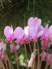 Zbliżenie na rośliny z gatunku cyklamen © Kumulugma