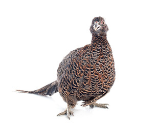 female European Common Pheasant
