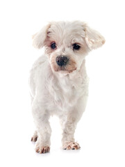 maltese bichon in studio