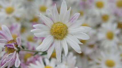 Fototapeta premium Close-up of a Single White Chrysanthemum with Delicate Pink Tips Amidst a Field of Blooming Flowers