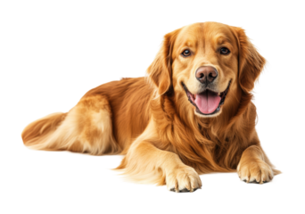 Joyful golden retriever dog resting on a bright floor during the afternoon sunshine. Isolated on transparent background, png.