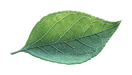 Obraz premium Green leaf with visible veins and gradient yellow highlights, realistic foliage design, natural botanical detail isolated on transparent background