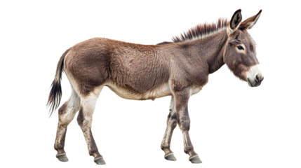 Donkey Standing Still: A detailed capture of a donkey standing in the open, showcasing its strong form and calm disposition.