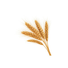 Wheat stalks, white background