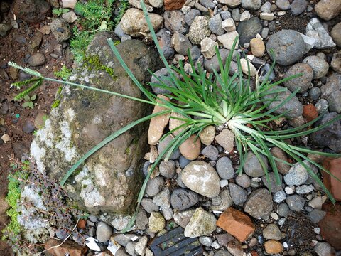A clump of Eleusine indica grass growing among pebbles and a brick. Simple nature scene.