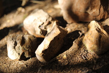 Stones in the sunlight. Ancient rocks standing in a forest. Sedimentary rocks.